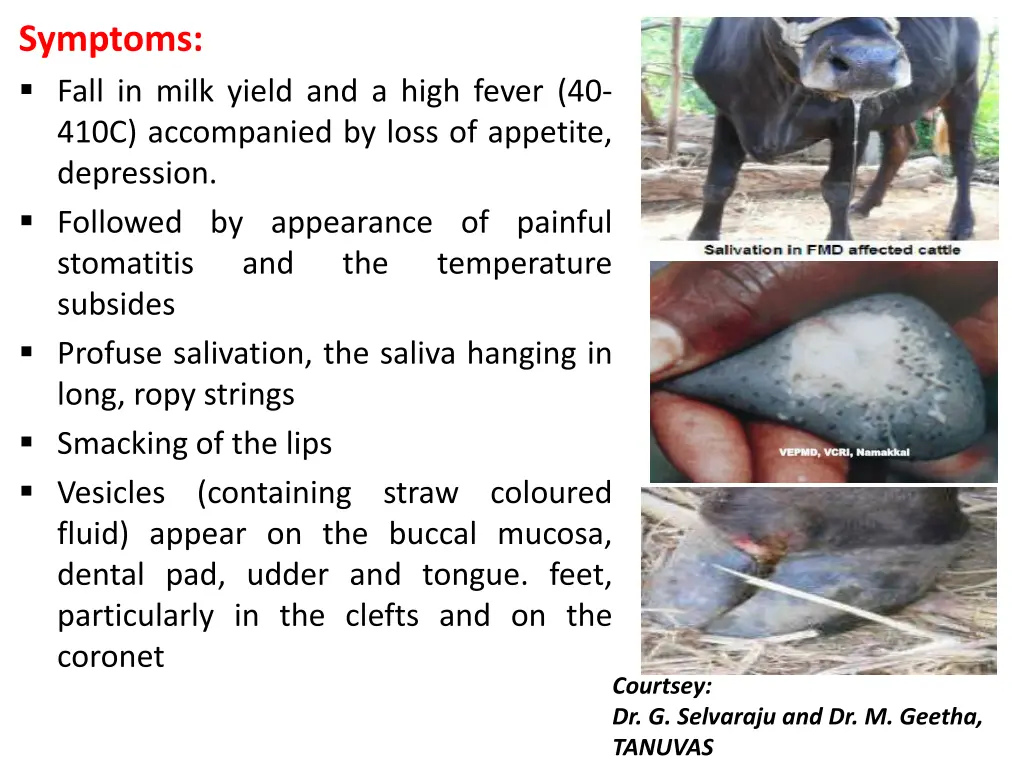 symptoms fall in milk yield and a high fever