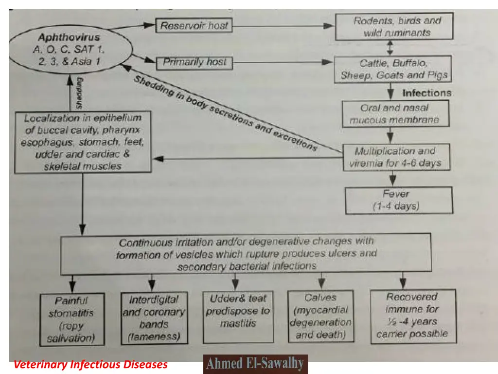 veterinary infectious diseases