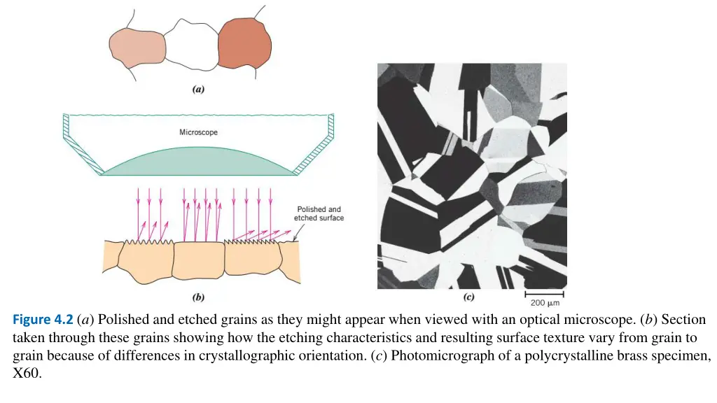 figure 4 2 a polished and etched grains as they