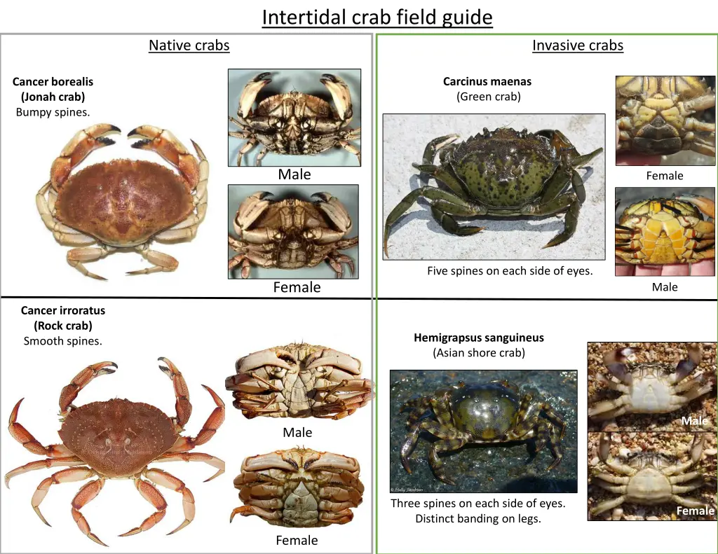 intertidal crab field guide