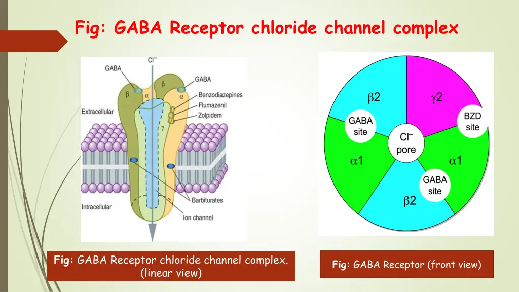 fig gaba receptor chloride channel complex