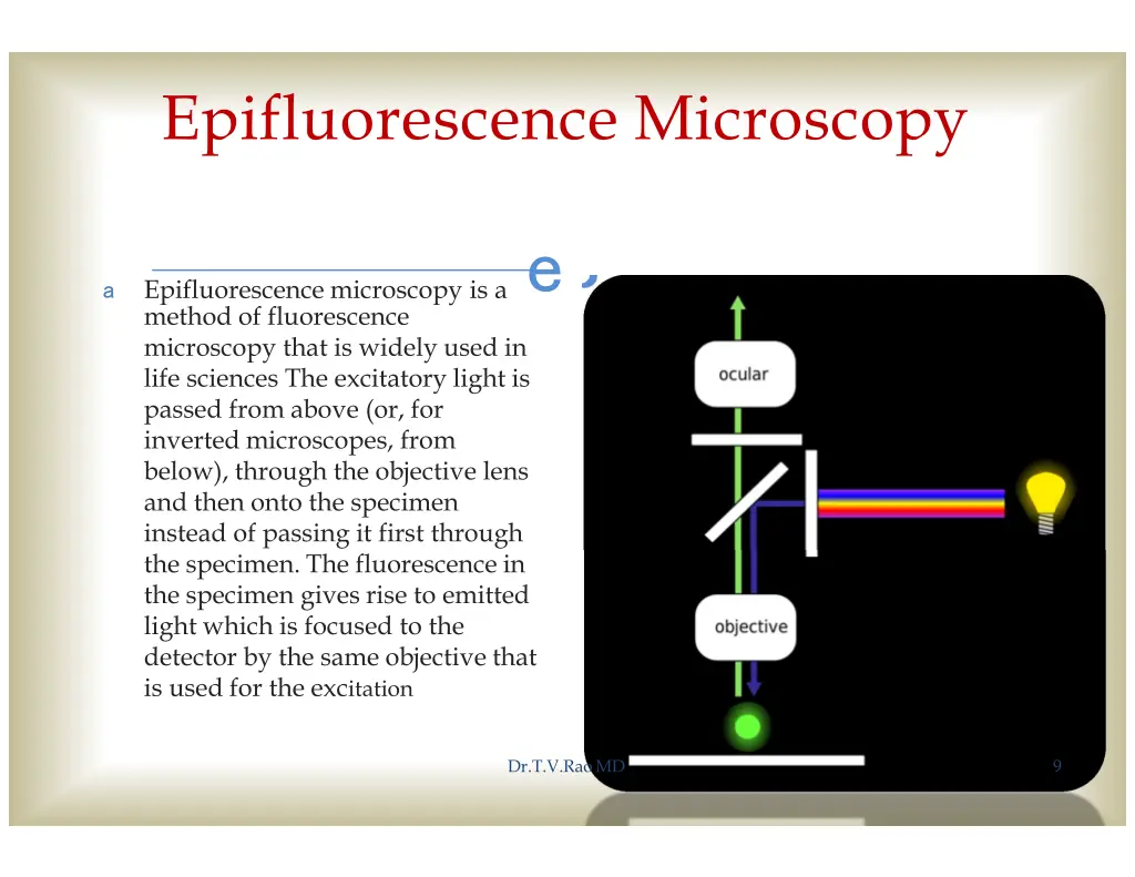 epifluorescence microscopy