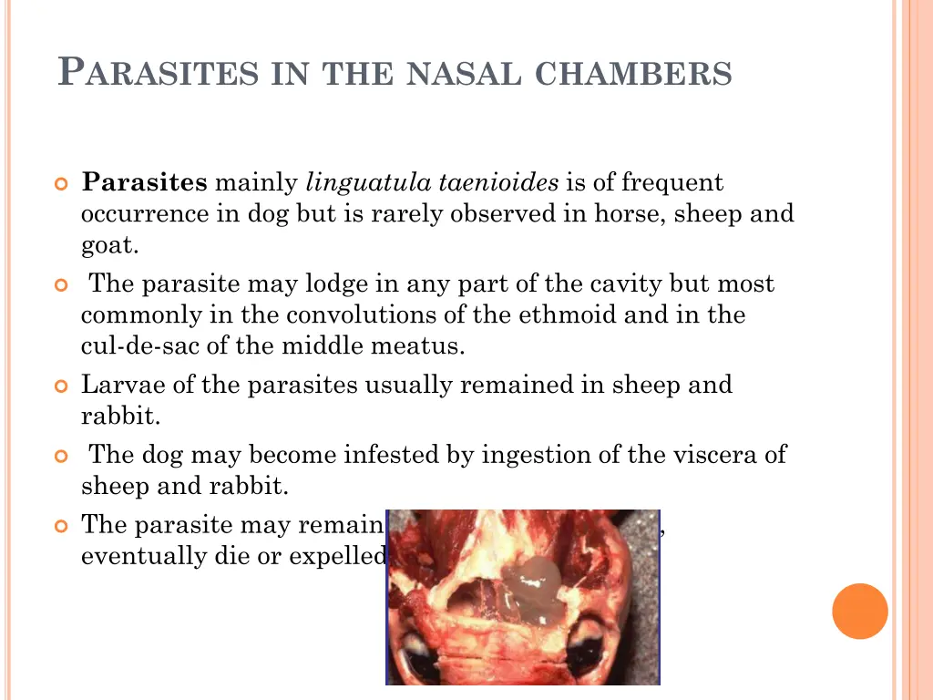 p arasites in the nasal chambers