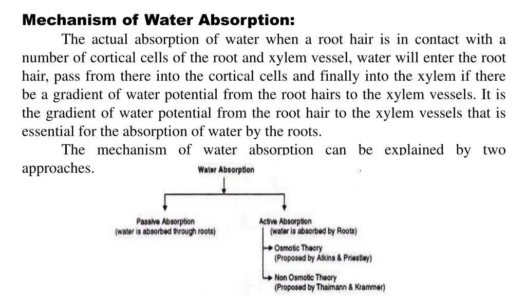 mechanism of water absorption the actual