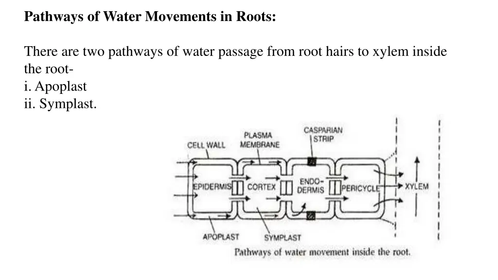 pathways of water movements in roots