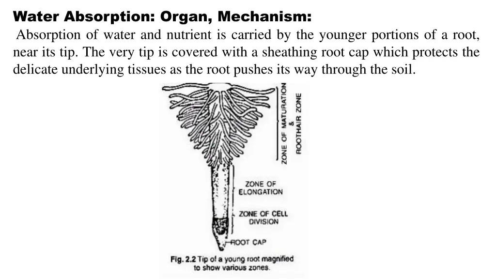 water absorption organ mechanism absorption