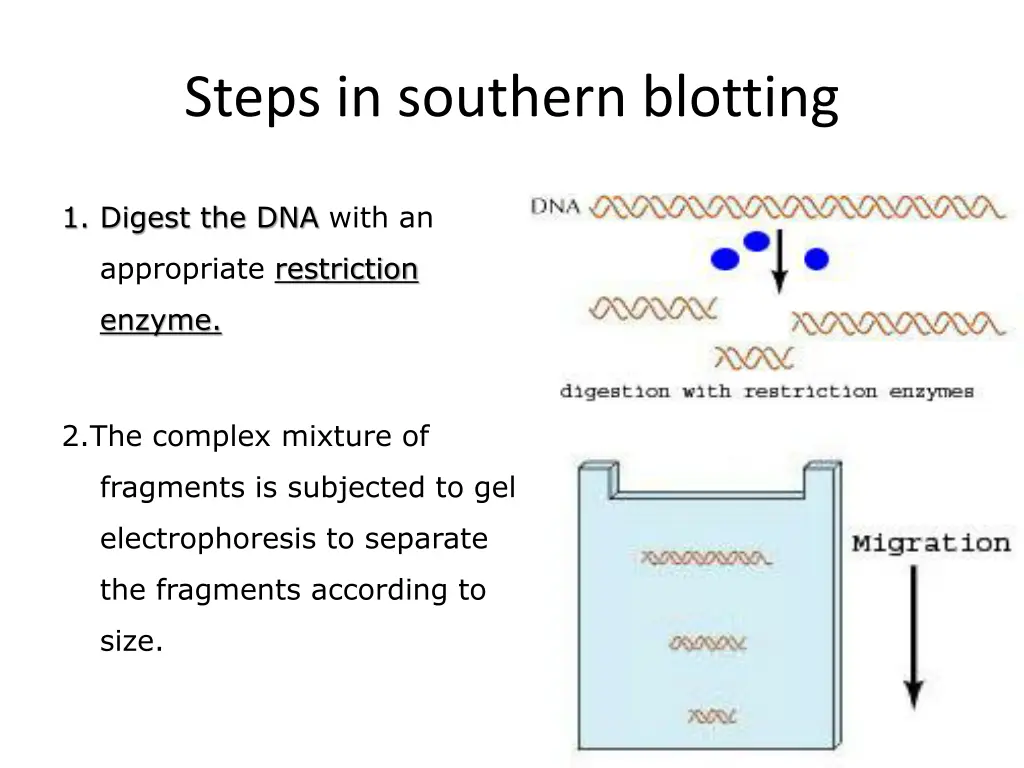 steps in southern blotting