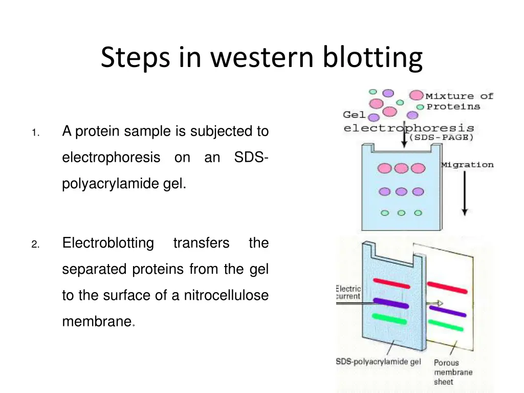 steps in western blotting