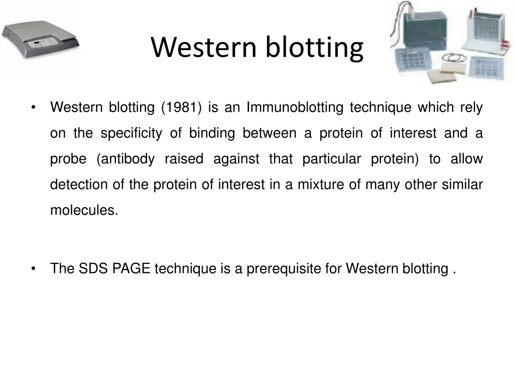 western blotting