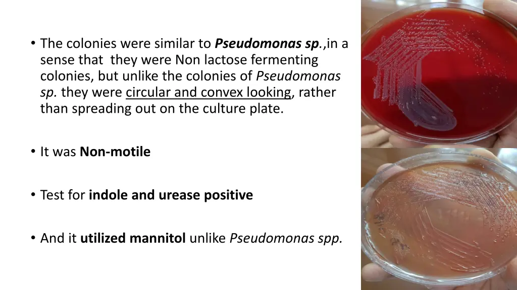 the colonies were similar to pseudomonas