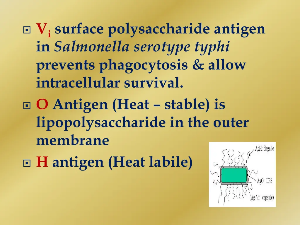 v i surface polysaccharide antigen in salmonella