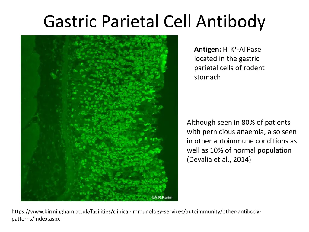 gastric parietal cell antibody 1