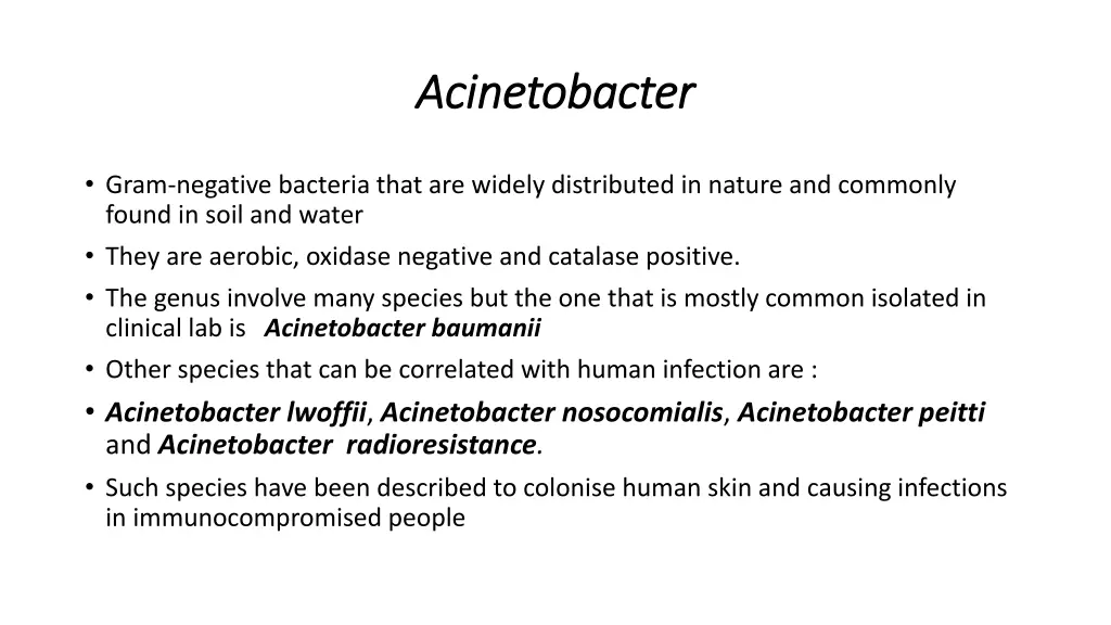 acinetobacter acinetobacter