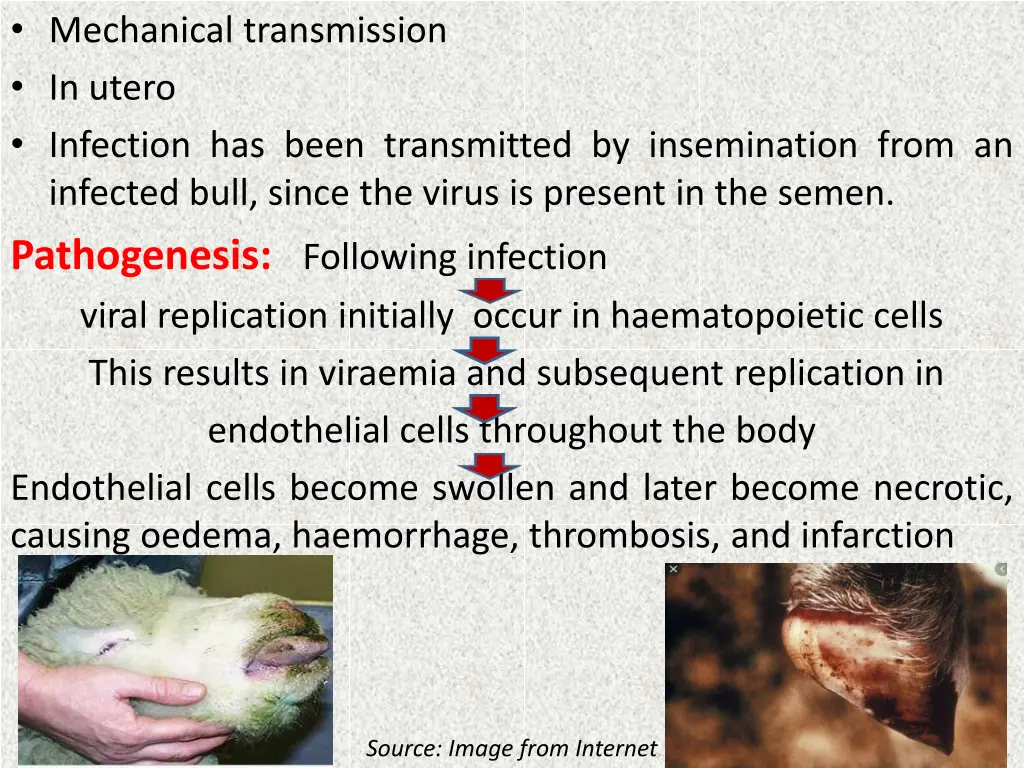 mechanical transmission in utero infection