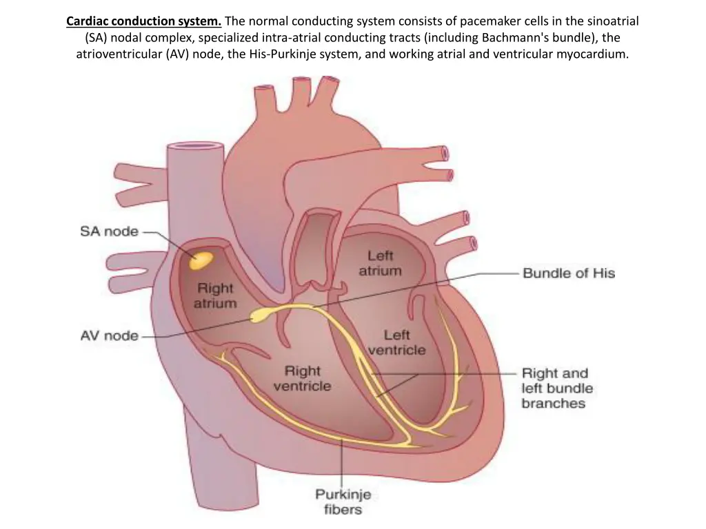 cardiac conduction system the normal conducting