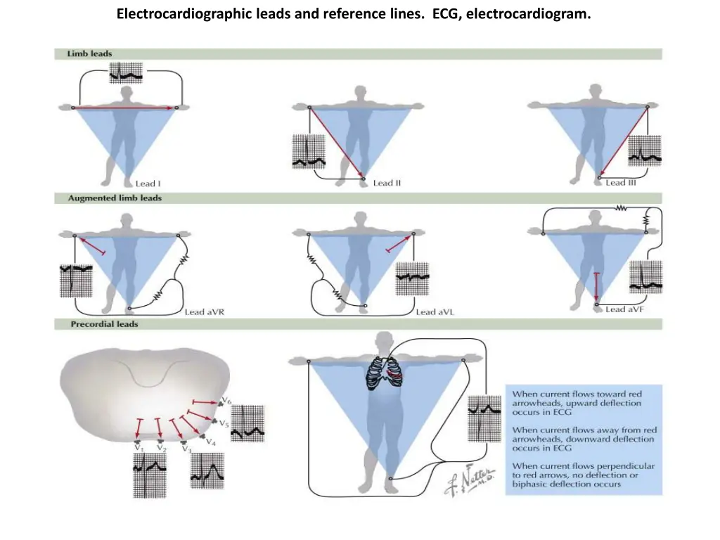 electrocardiographic leads and reference lines