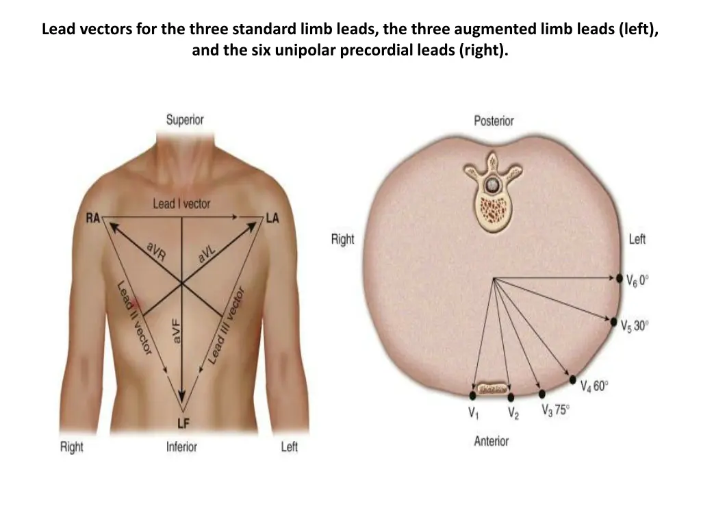 lead vectors for the three standard limb leads