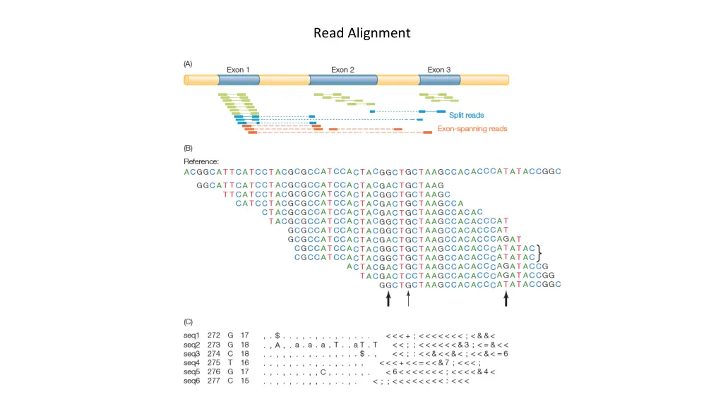 read alignment