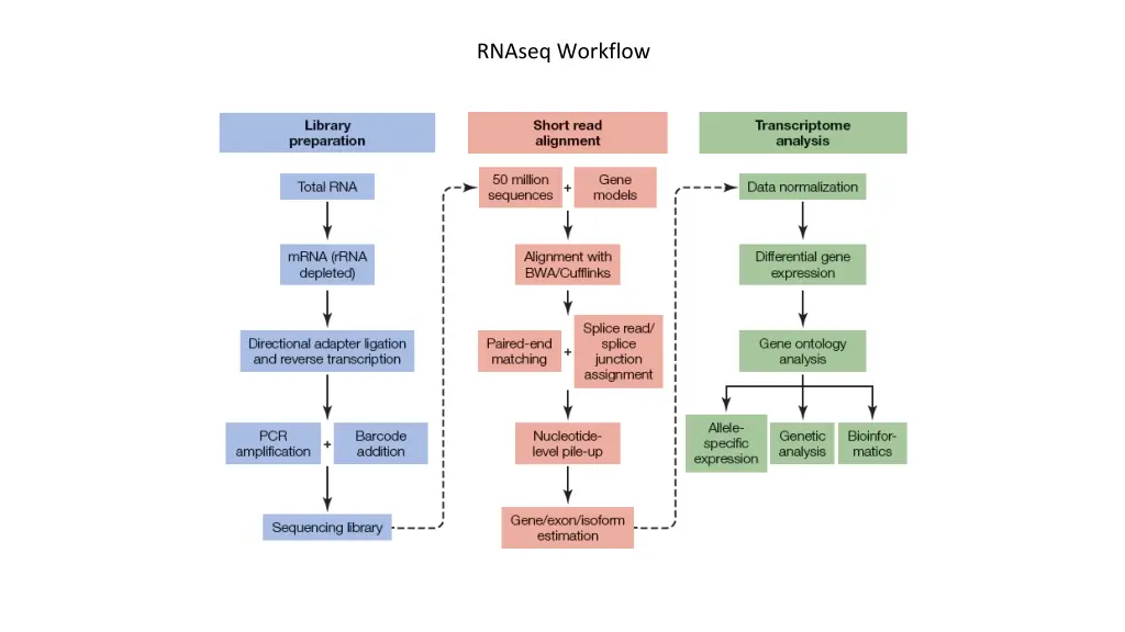 rnaseq workflow