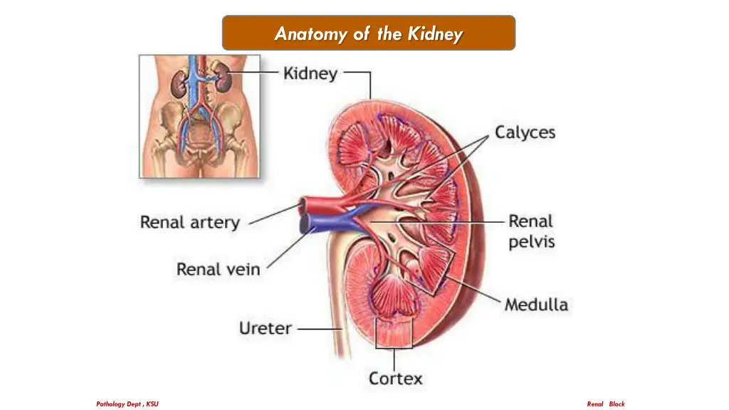 anatomy of the kidney