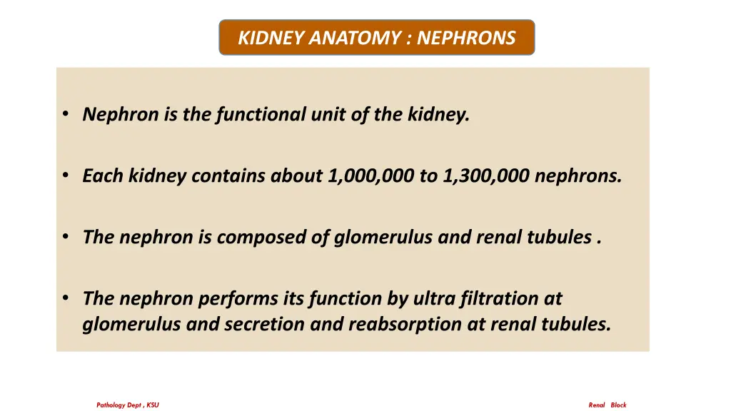 kidney anatomy nephrons