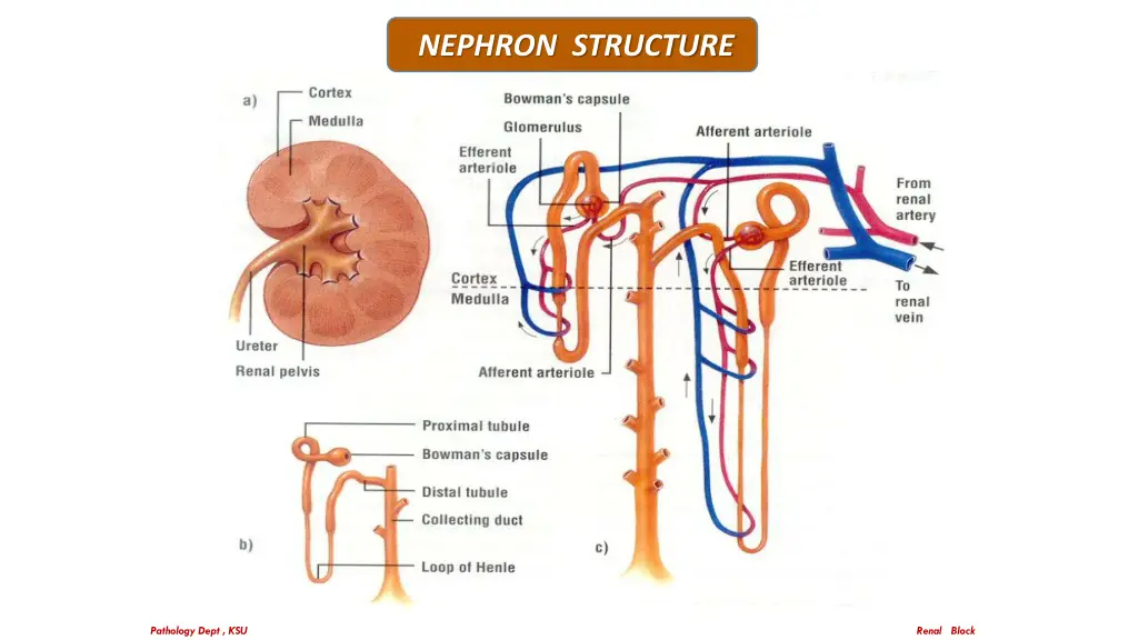 nephron structure