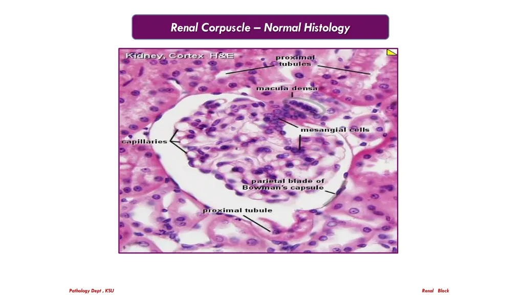 renal corpuscle normal histology