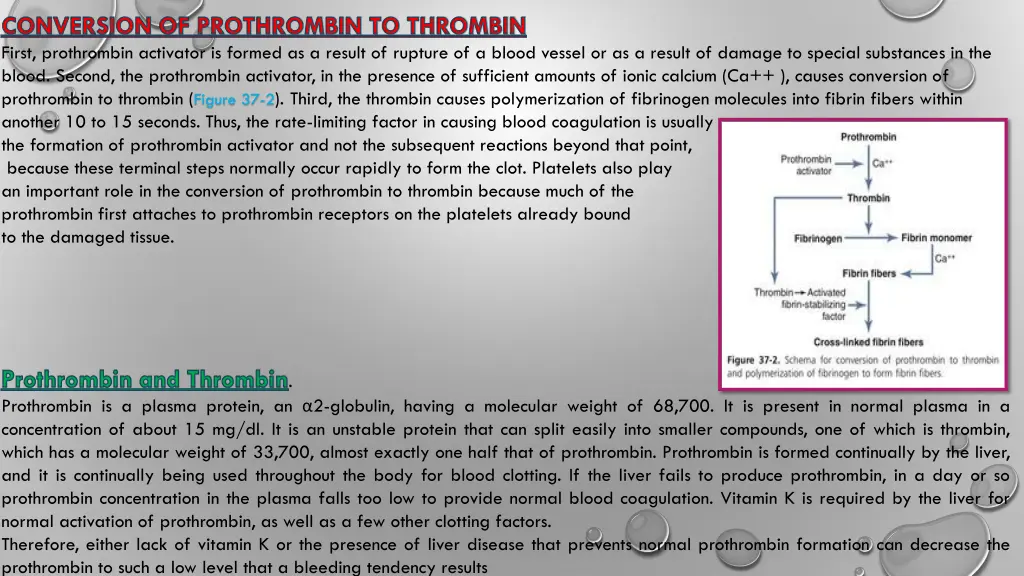 conversion of prothrombin to thrombin first