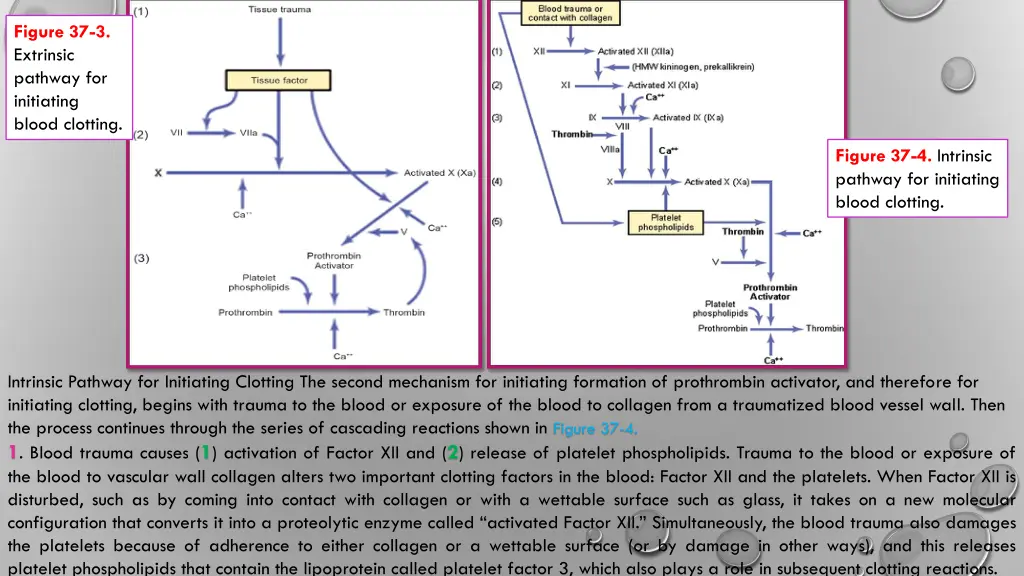 figure 37 3 extrinsic pathway for initiating