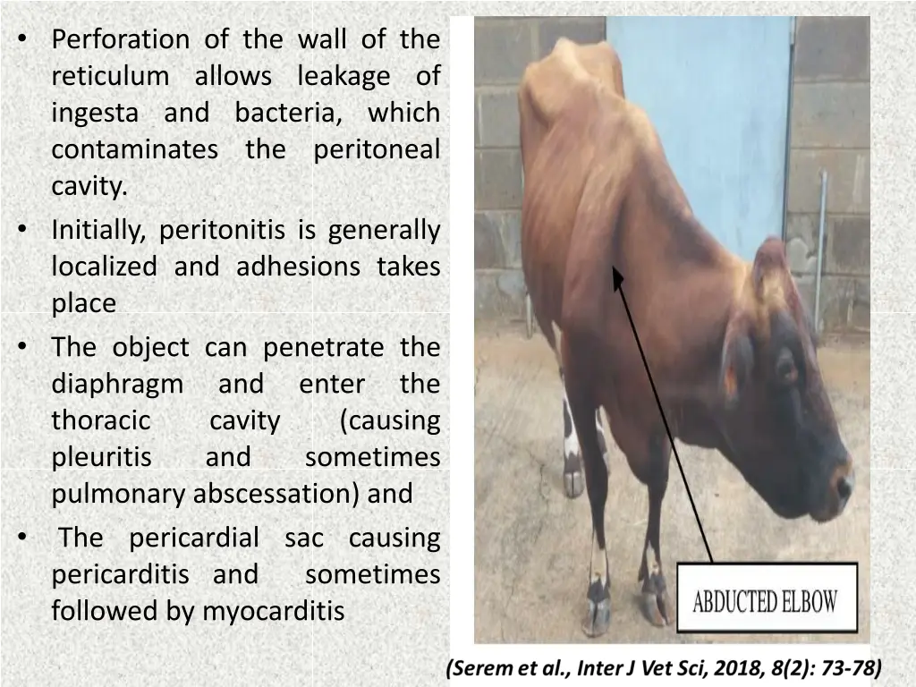 perforation of the wall of the reticulum allows