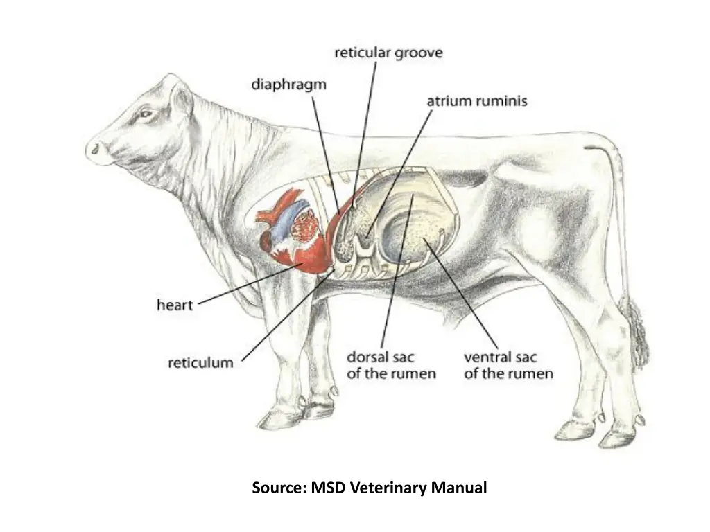 source msd veterinary manual