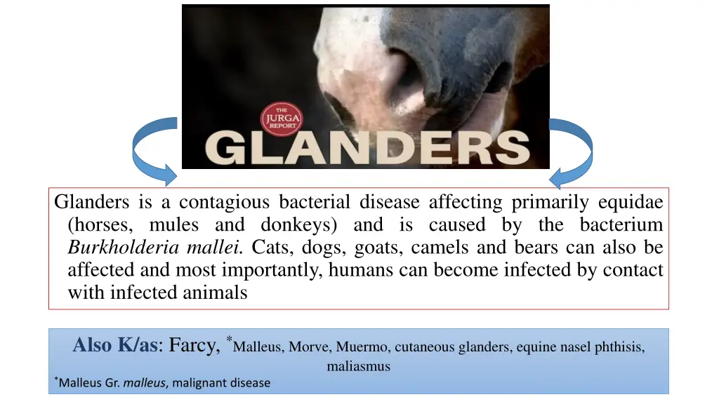 glanders is a contagious bacterial disease