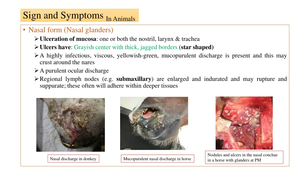 sign and symptoms in animals nasal form nasal