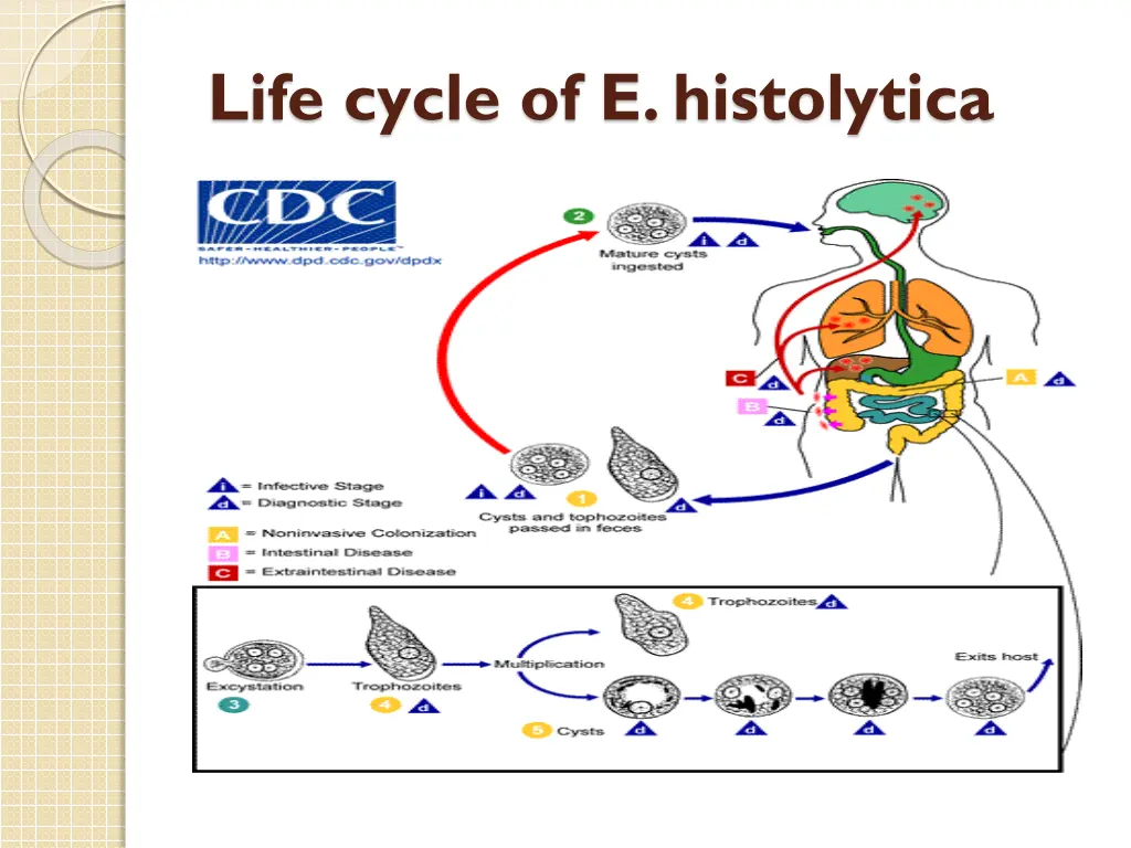 life cycle of e histolytica