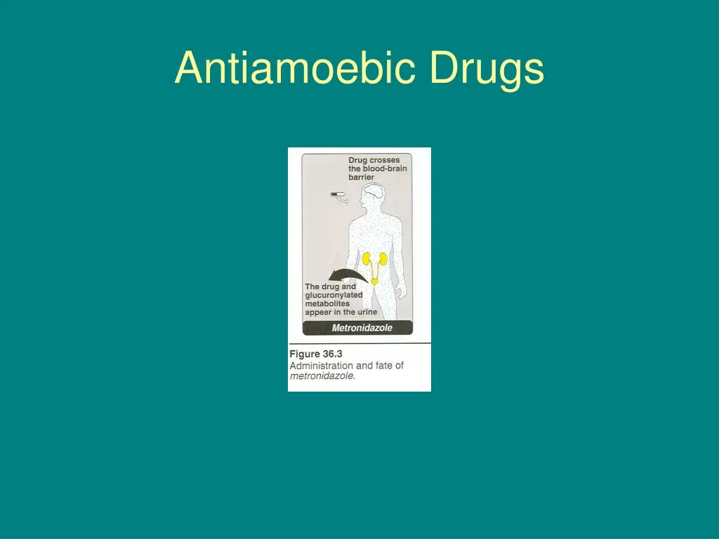 antiamoebic drugs 13