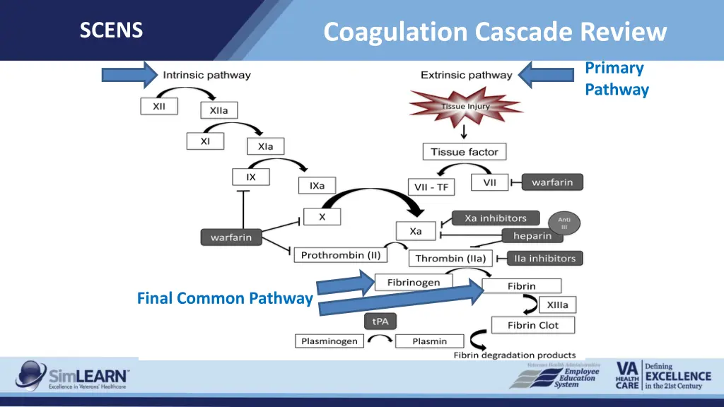 coagulation cascade review