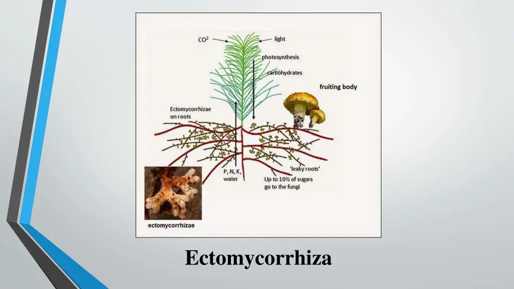 ectomycorrhiza