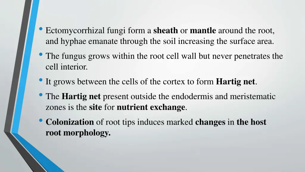 ectomycorrhizal fungi form a sheath or mantle