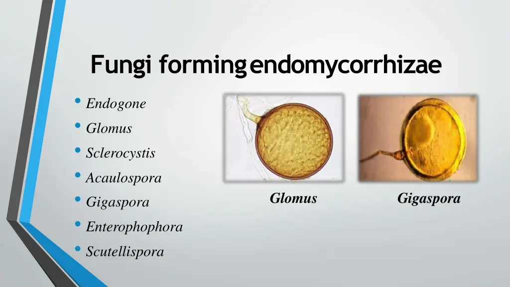 fungi formingendomycorrhizae endogone glomus