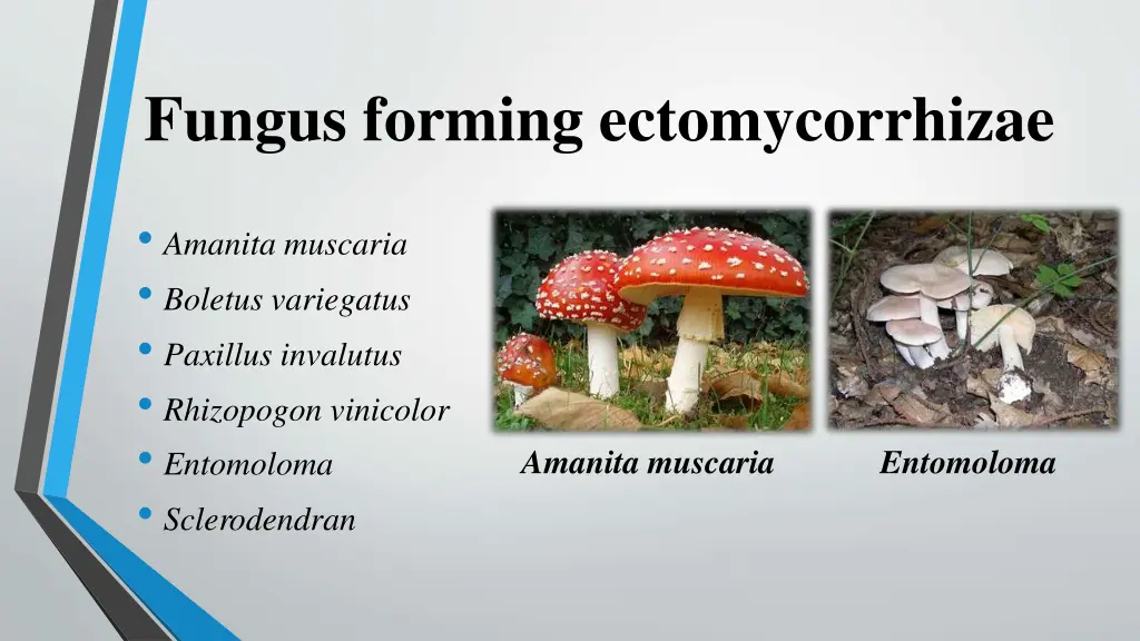 fungus forming ectomycorrhizae