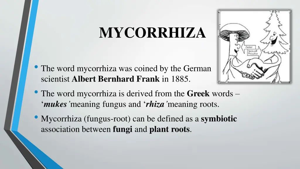 mycorrhiza 1