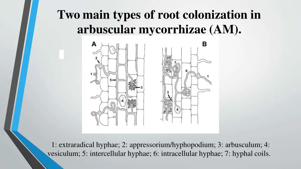 two main types of root colonization in arbuscular