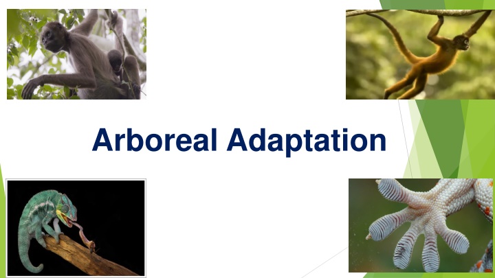 arboreal adaptation