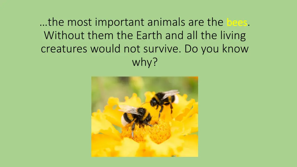 the most important animals are the bees without