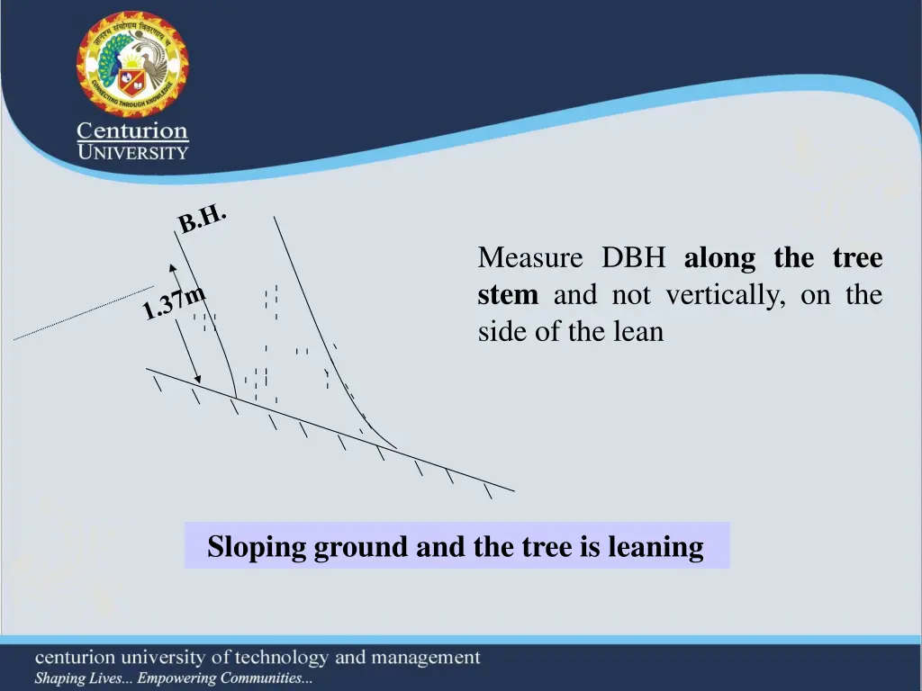 measure dbh along the tree stem