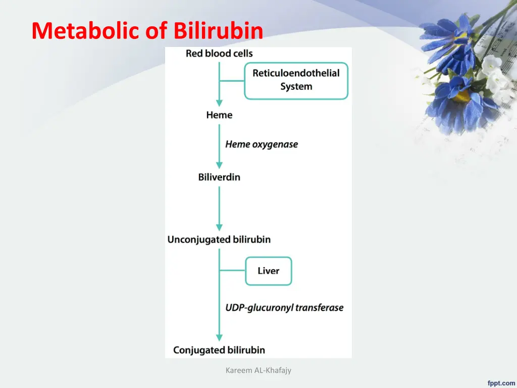 metabolic of bilirubin