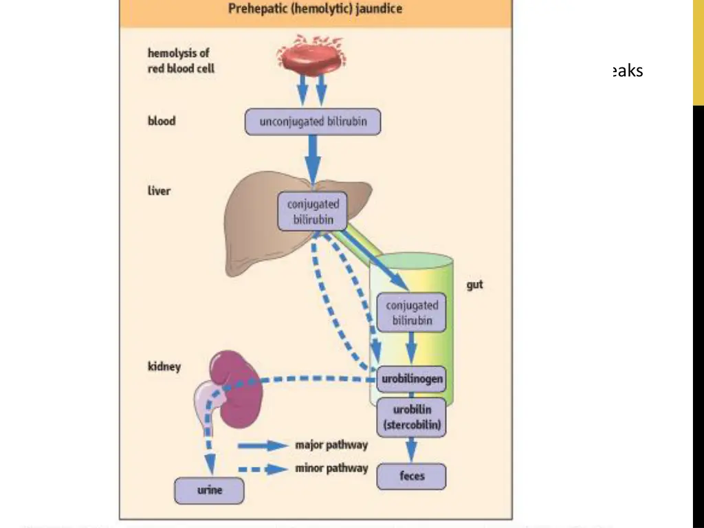 bilirubin 1