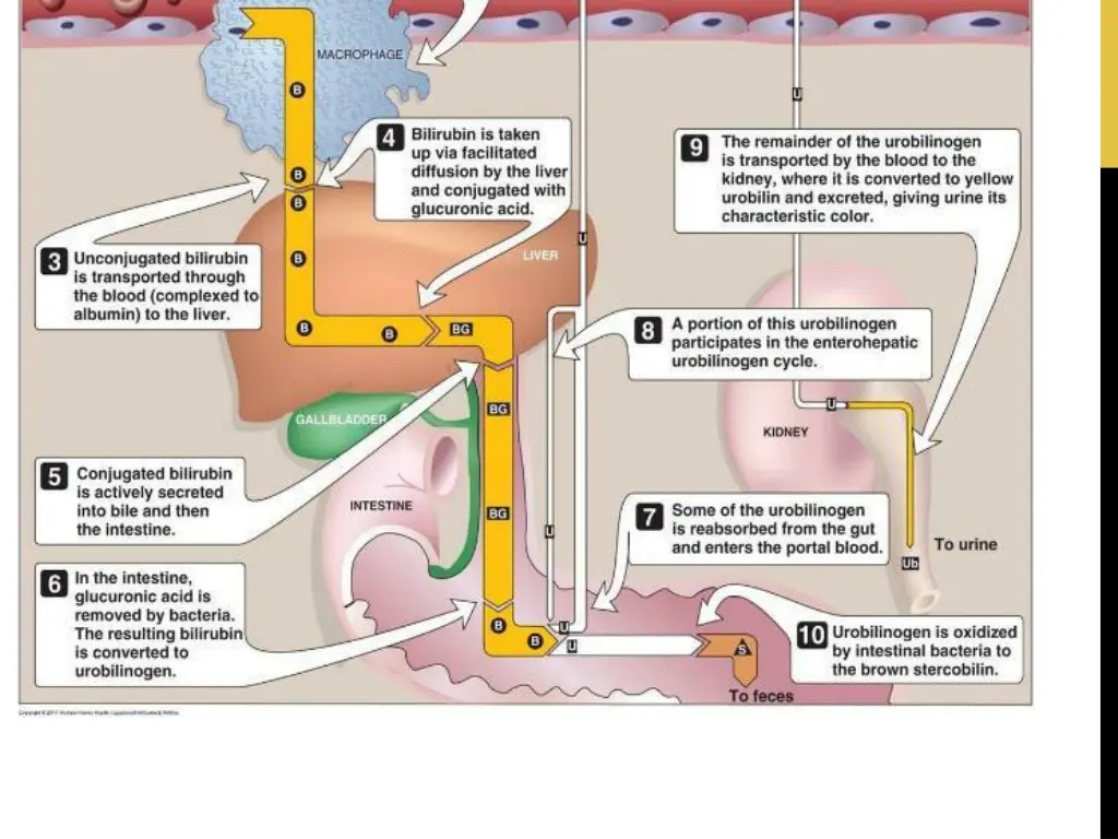 bilirubin 2