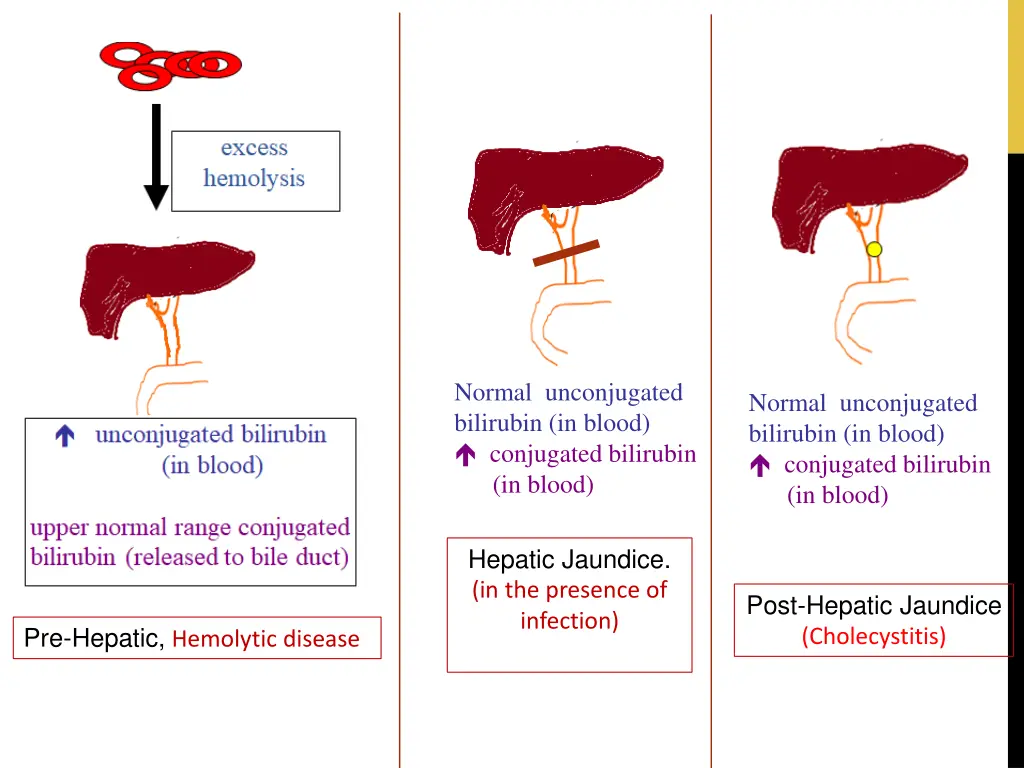 normal unconjugated bilirubin in blood conjugated