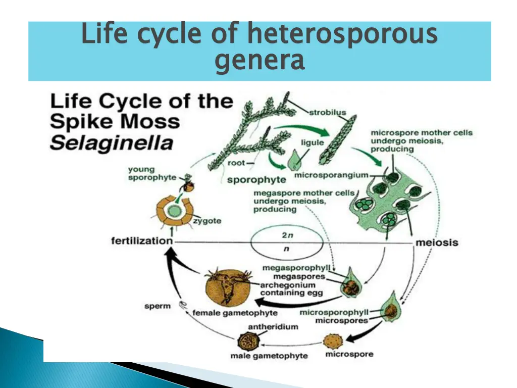 life cycle of